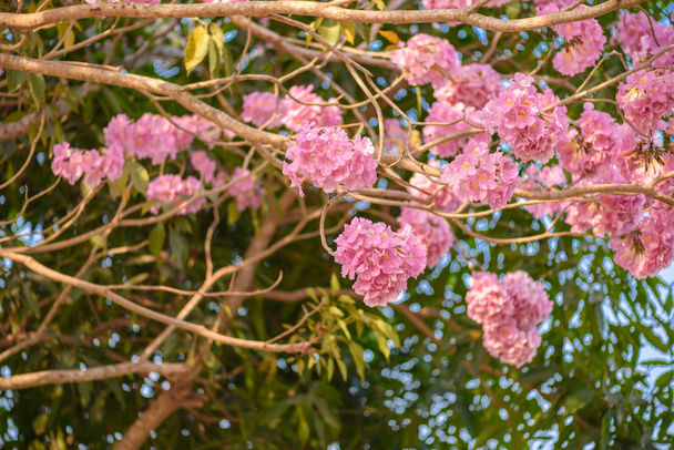 Tabebuia rosea pembe çiçek neotropikal ağaç - Fotoğraf, Görsel