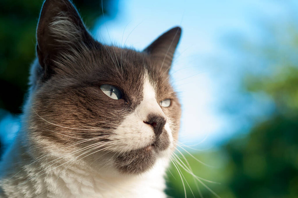 όμορφο σημείο γκρινιάρης σφραγίδα κοντά στο πρόσωπο της γάτας - Φωτογραφία, εικόνα