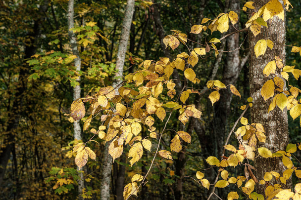 syksyn värilliset keltaiset puun lehdet metsässä
 - Valokuva, kuva
