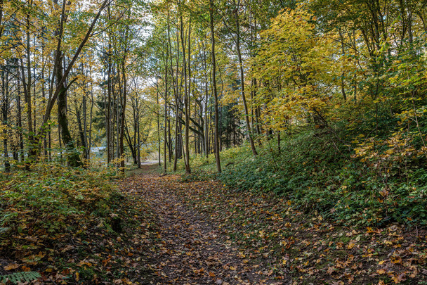 jaune doré route d'automne en journée ensoleillée
 - Photo, image