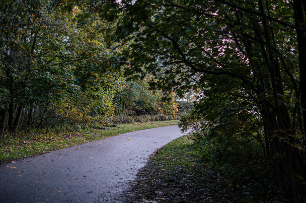 wet asphalt road in autumn forest - 写真・画像