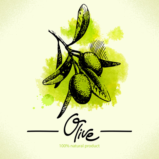 Hand drawn olive illustration with watercolor back - Vector, Image