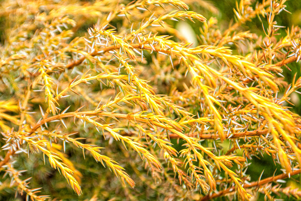 Arbusto decorativo com flores pequenas amarelas close-up
 - Foto, Imagem