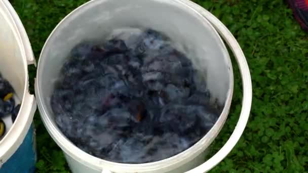Starý způsob, jak vyrobit džem z organických švestek-mytí - Záběry, video