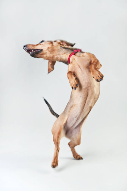 Red young dachshund on a white background - 写真・画像