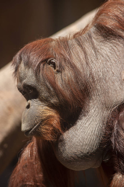 wild animals, adult female Orangutan - Фото, изображение