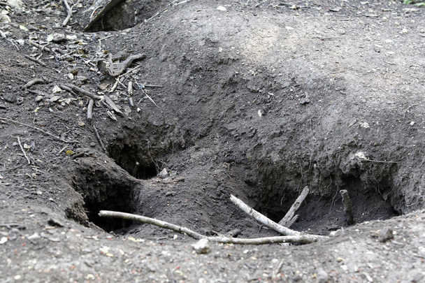 Smok Komodo, Varanus komodoensis - Zdjęcie, obraz