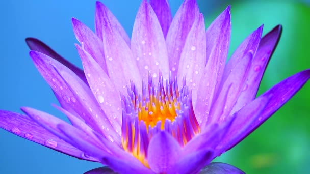 zbliżenie światło fioletowy lotos kwitnący po deszczu upadku i rozmycia dwa tło kolor - Materiał filmowy, wideo
