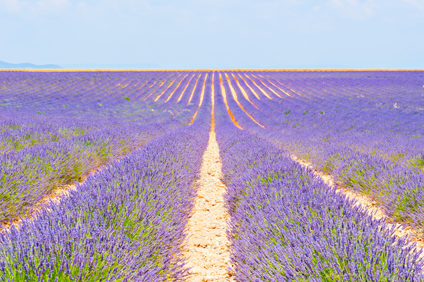 lavender field - Photo, Image