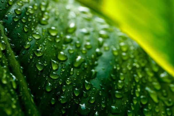 Water droplets on the green leaves after raining for natural bac - Photo, Image
