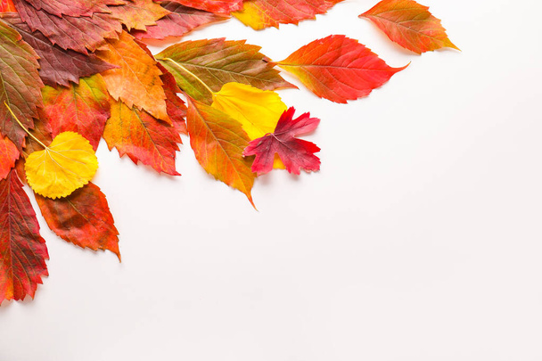Beautiful autumn leaves on white background - Foto, imagen