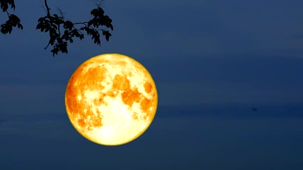 bloed oogst maan Maan terug op donkere wolk op silhouet droge boom en nachtelijke hemel - Video