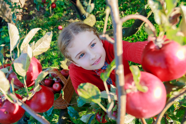 Яблочный сад - милая девушка, собирающая красные яблоки в корзину
 - Фото, изображение