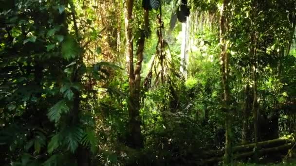 Πράσινα φυτά στη ζούγκλα. Διάφορα τροπικά πράσινα φυτά που αναπτύσσονται στο δάσος την ηλιόλουστη μέρα στη φύση. Μαγικό τοπίο τροπικού δάσους. Άγρια βλάστηση, monsteras και lianas βαθιά στο τροπικό δάσος drone view - Πλάνα, βίντεο