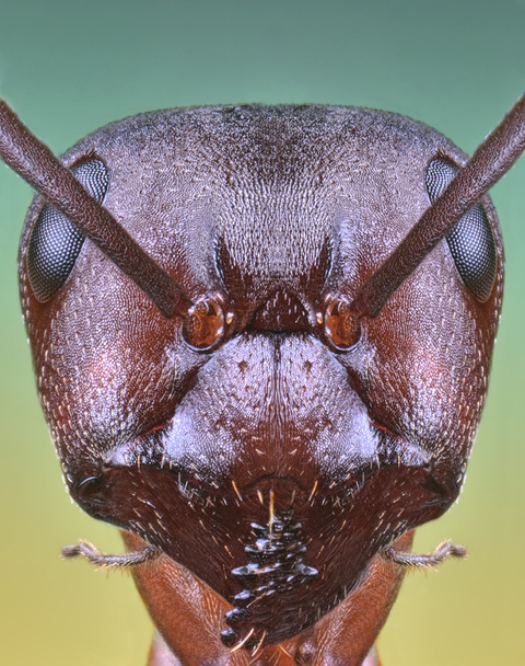 Крайній мураха крупним планом - гострий і деталізований макрос
 - Фото, зображення