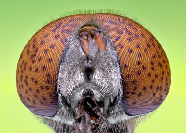Hoverfly cabeza extrema primer plano
 - Foto, imagen