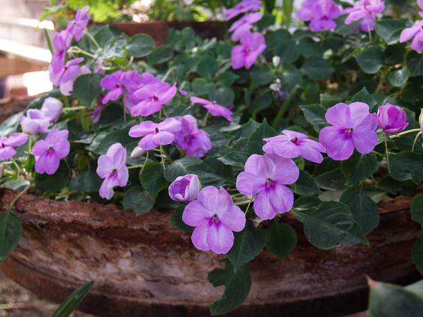 pink impatiens flowers on pot at garden - Photo, Image