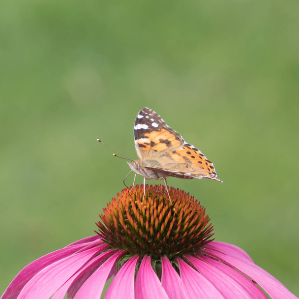 close-up of a painted lady (Vanessa cardui) on the blossom of a coneflower - Photo, Image