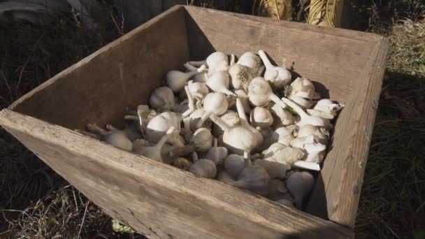 A női farmer egy csomó érett fokhagymát tesz egy vödörbe..  - Felvétel, videó