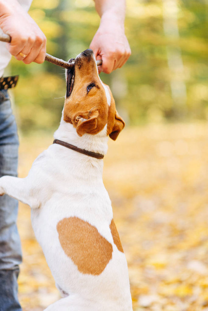 Jack Russell Terrier with a stick in his teeth hanging - 写真・画像