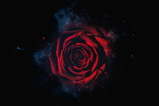 red rose from the dark - Photo, image