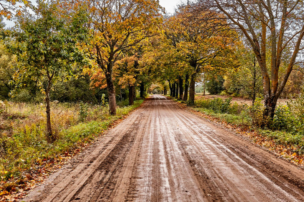 Road in the autumn forest. Leaf fall - Фото, зображення