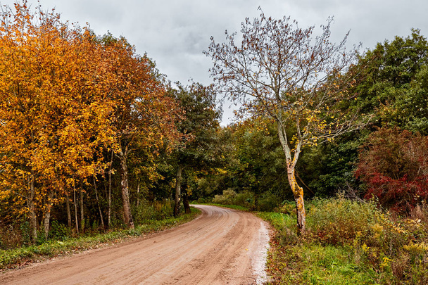 Road in the autumn forest. Leaf fall - Zdjęcie, obraz
