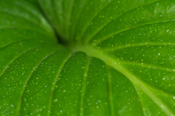 Wassertropfen auf einem grünen Blatt in Nahaufnahme - Foto, Bild