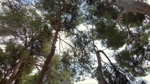 Belo pinheiro na floresta. Grande árvore verde
 - Filmagem, Vídeo
