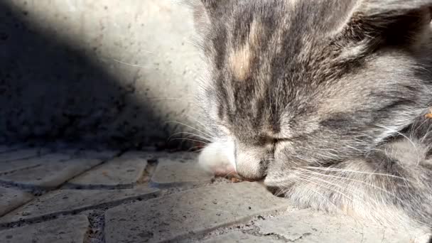 pálido gris gatito está durmiendo, cara primer plano, soleado al aire libre
 - Metraje, vídeo