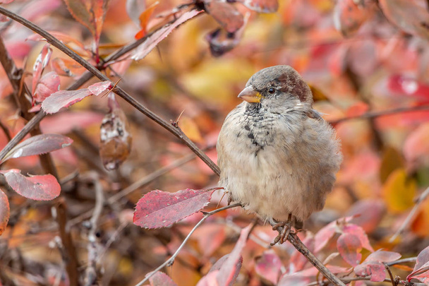 秋には公園内の枝に楽しい灰色と茶色の雀が座っており、ぼやけた黄色の背景のカメラを見ています。 - 写真・画像