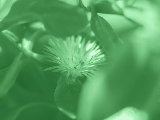 Суккулентный растительный макроснимок. Зеленый мятный тон
 - Фото, изображение