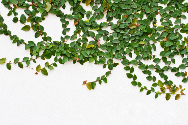 Creeper Plant growing on white wall - 写真・画像