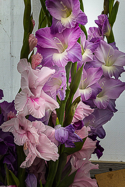 pink and white bunch of gladiolas with blooms and buds - Photo, Image