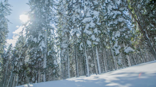 It's a beautiful sunny day at a skiing resort. The sun is shining through the spruce trees. It's winter time. - Footage, Video
