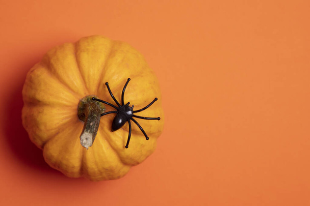 Orange halloween background with pumpkins and spiders - 写真・画像