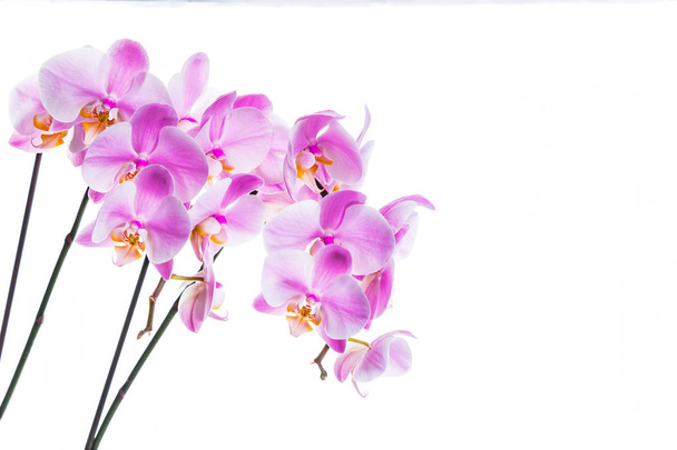 Fiori del Orchid isolati su sfondo bianco con lo spazio della copia. Focus selettivo
. - Foto, immagini