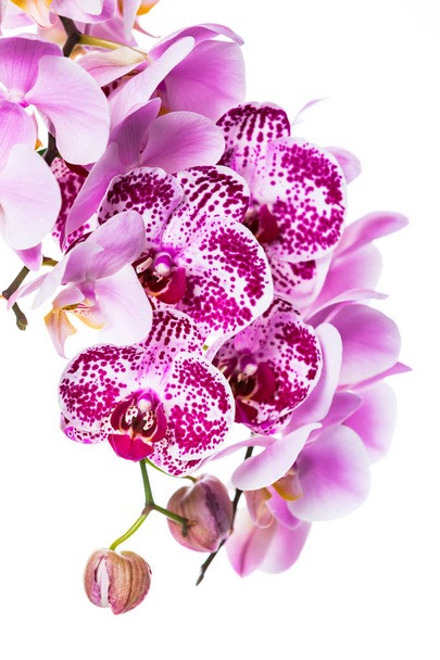 Kwiaty Orchid na białym tle z miejsca kopiowania tle. Selektywny fokus. - Zdjęcie, obraz