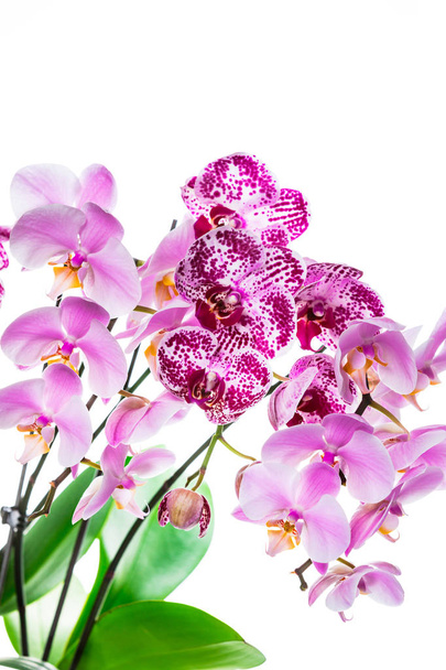 Flores de orquídea aisladas sobre fondo blanco con espacio de copia. Enfoque selectivo
. - Foto, Imagen
