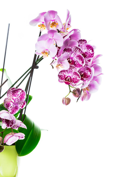 Orchid λουλούδια που απομονώνονται σε λευκό φόντο με αντίγραφο χώρου. Επιλεκτική εστίαση. - Φωτογραφία, εικόνα