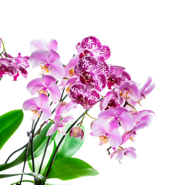 Цветы орхидей изолированы на белом фоне с копировальным пространством. Селективный фокус
. - Фото, изображение