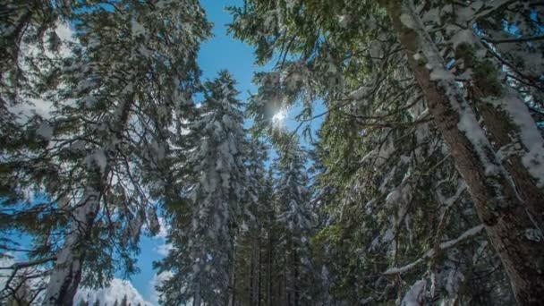 A beautiful blue sky and tall spruce trees. It's winter time at a skiing resort. - Footage, Video
