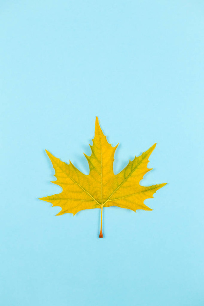 Beautiful autumn maple leaf on blue pastel background.  Place for text.  Minimal.  - Photo, Image