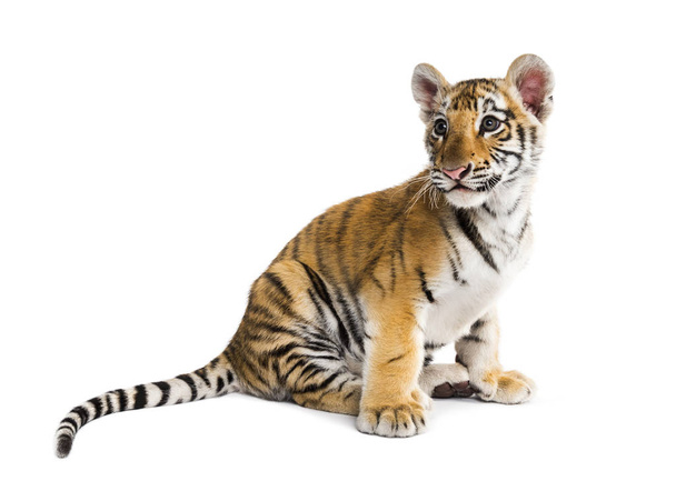 2ヶ月古い虎の赤ちゃん座っている白の背景 - 写真・画像