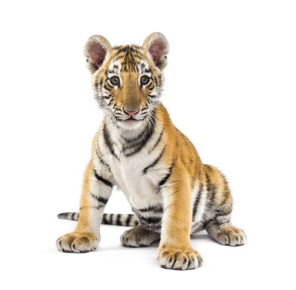 Two months old tiger cub sitting against white background - Photo, Image