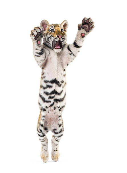 Két hónapos tigris kölyök csapott fehér háttér - Fotó, kép