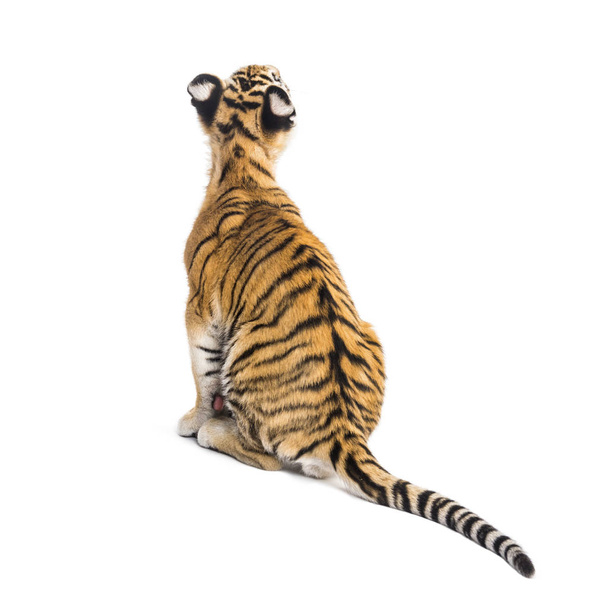 Вид сзади на сидящего двухмесячного тигренка, изолированного от внешнего мира
 - Фото, изображение