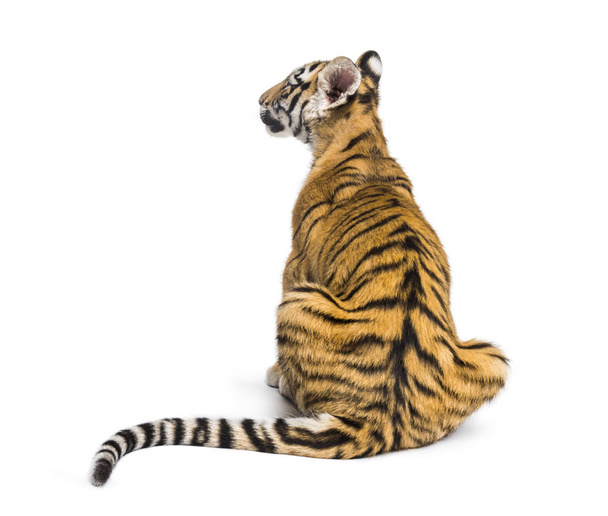 Vue de dos sur un petit tigre de deux mois assis, isolé sur whi
 - Photo, image