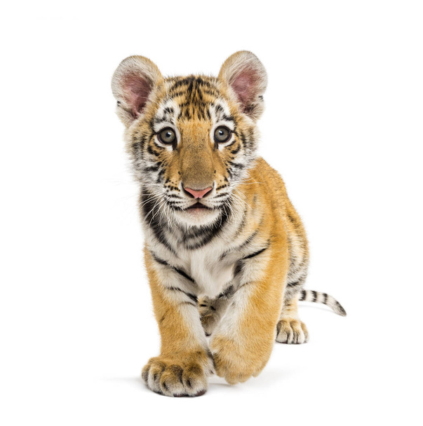 Dois meses de idade filhote de tigre andando contra fundo branco
 - Foto, Imagem