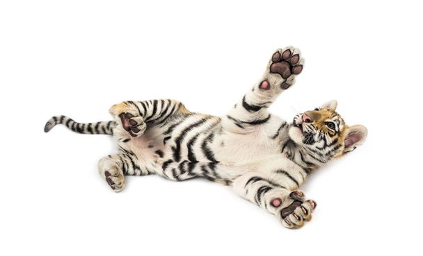 Dva měsíce starý tygr mládě ležící na bílém pozadí - Fotografie, Obrázek